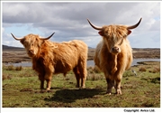 13. Highland Cattle - Uist